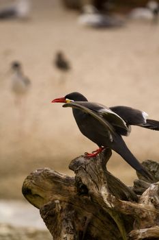 A Bird wading and flying around the shore of a beach