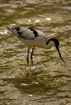 A Bird wading and flying around the shore of a beach
