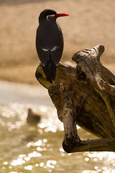 A Bird wading and flying around the shore of a beach