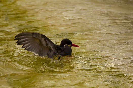 A Bird wading and flying around the shore of a beach