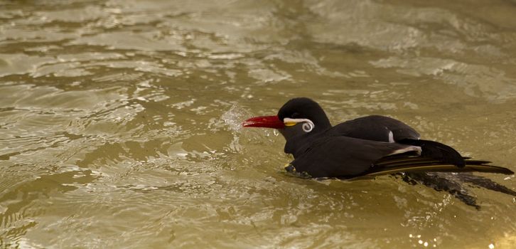 A Bird wading and flying around the shore of a beach