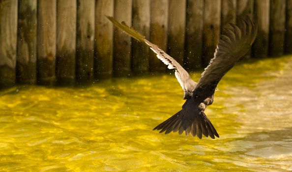 A Bird wading and flying around the shore of a beach