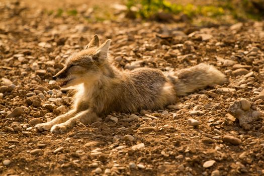 A light colored fox patrols at the edge of a lake