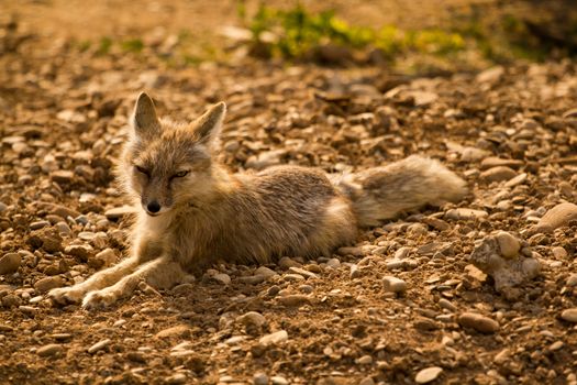 A light colored fox patrols at the edge of a lake