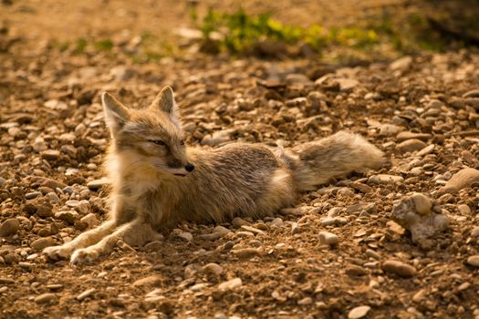 A light colored fox patrols at the edge of a lake