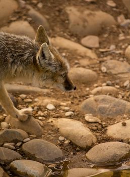 A light colored fox patrols at the edge of a lake