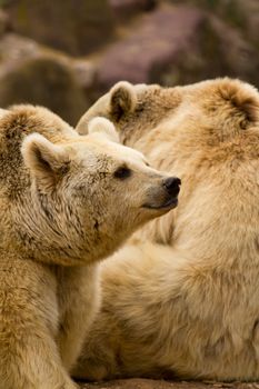 Bears at the water's edge of a lake in Europe