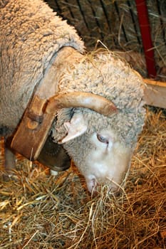 ram in his box during an agricultural exhibition