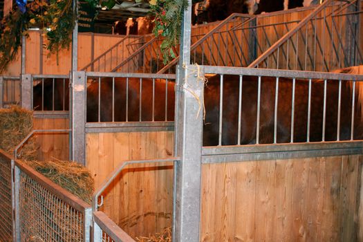 stall of horses during an agricultural show