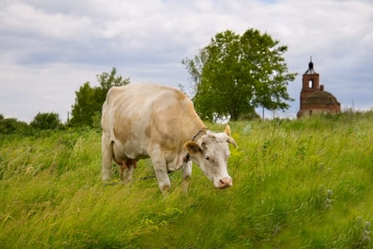 Spotted cow in a field with  church and trees in background 