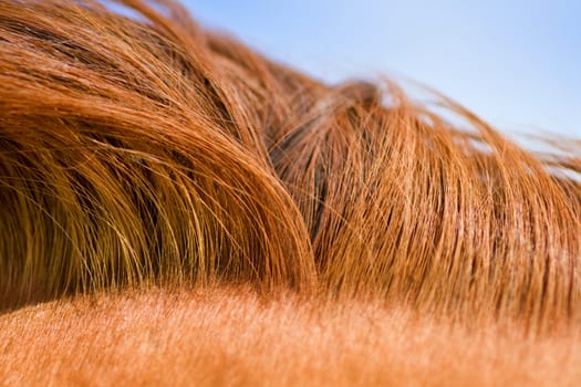 Red mane of a horse. Natural drawing