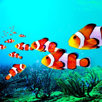 Tropical fish sea swimming