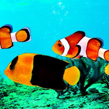Tropical fish sea swimming