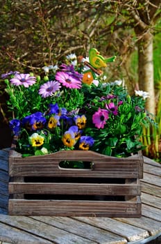 Summer flowers in a wooden box in a garden