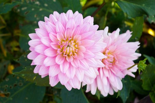 Dahlia light pink flower