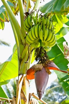 Green banana with banana blossom on tree