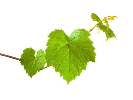 green grape germ Isolated on white background