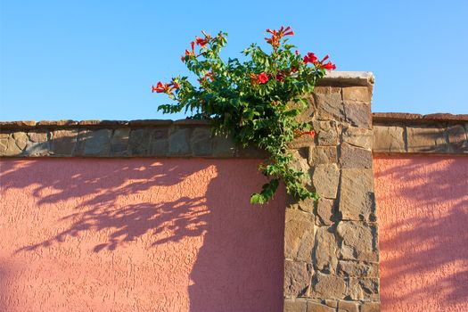 The stone fence with flowering plants