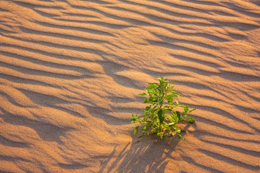 Lonely Flower in the sand in the desert at sunset