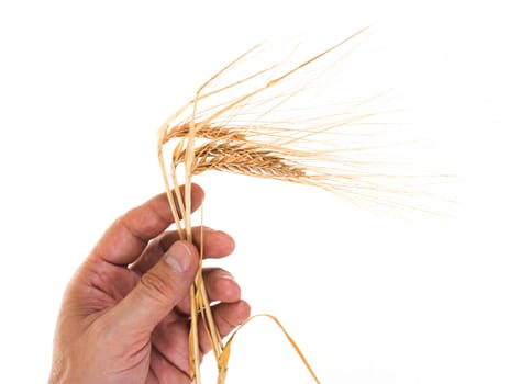 Dried ears of rye in the hands