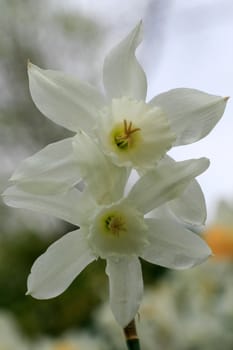 The daffodil blooming in spring at an arboretum 