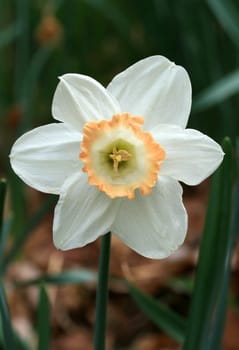 The daffodil blooming in spring at an arboretum 