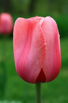 Pink tulip blooming in spring at an arboretum 