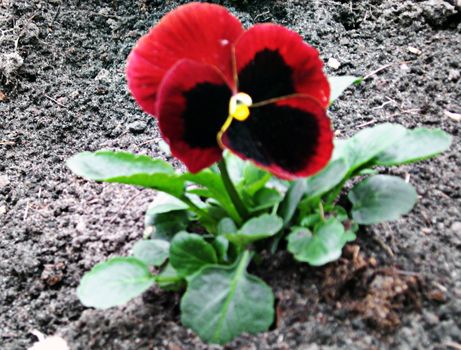 Pansy in the garden in the spring