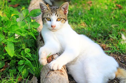 a cat lying on log wood in the garden