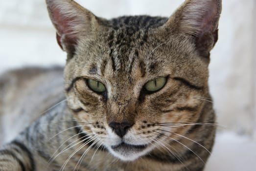 Cats with tiger pattern. Lying and resting. Photographed in their natural environment.