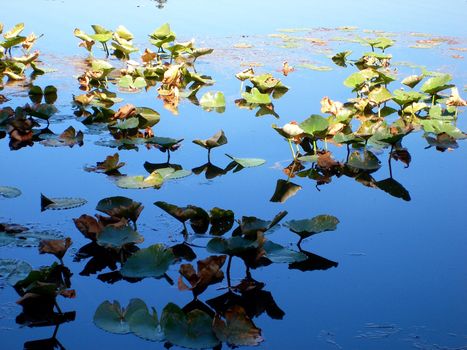 A cluster of lilly pads reaching out of the water, some in sunlight and some in shade. The water fades from light blue at the top to a darker, richer blue near the bottom.