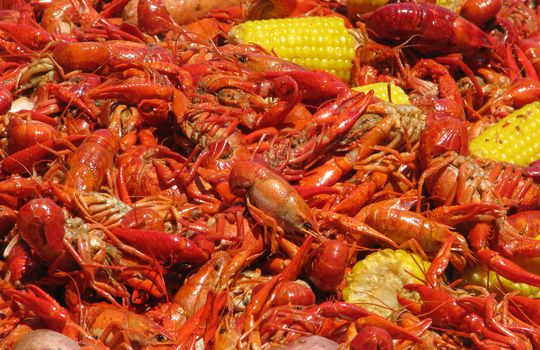 Crawfish and corn spreadout on a table.
