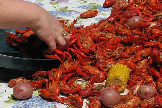 Crawfish being put on a plastic platter tray.