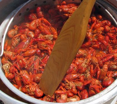 Crawfish being stirred with a boat paddle with being cooked on an outdoor cooker.