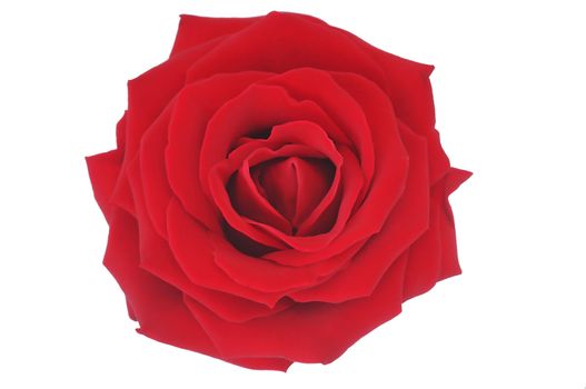 Nice red rose illustration, isolated white background