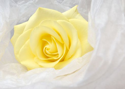 Nice yellow rose wrapped in white satin