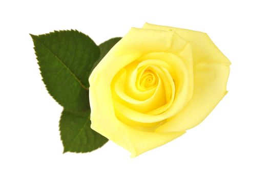 Nice yellow rose with leaf, isolated white background