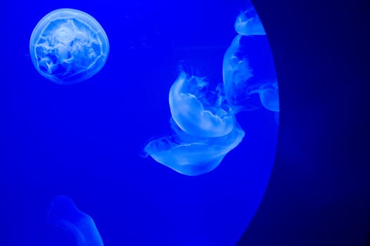 alien space like Jellyfish singapore in blue