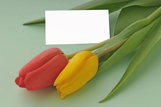 Nice red and yellow tulip, blank white card, pastel green background