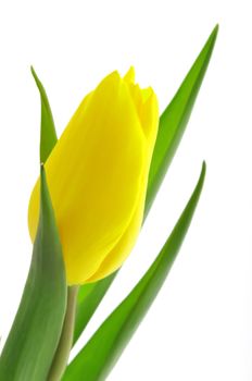 Nice, yellow tulip with green leaf isolated white background