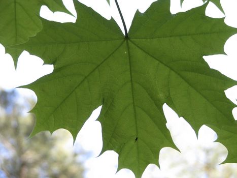 Green maple leaf