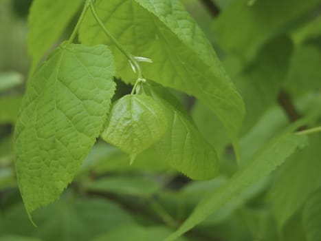 Lime-tree branch with young leaves