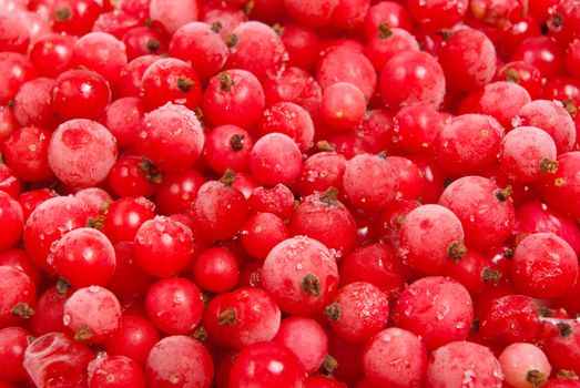 frozen red currant.useful berry, much vitamins