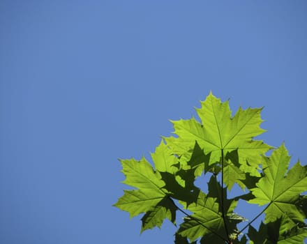 Maple branch and blue sky