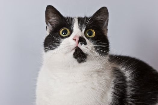 domestic animal series: funny black and white cat
