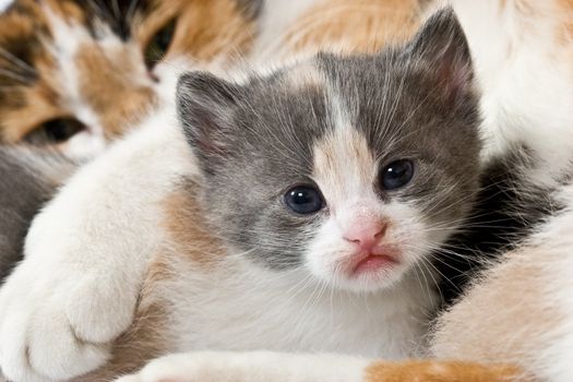 domestic animal series: funny kitten with mother