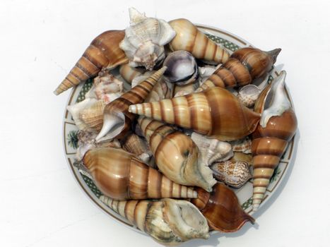 A bowl filled with a variety of seashells.