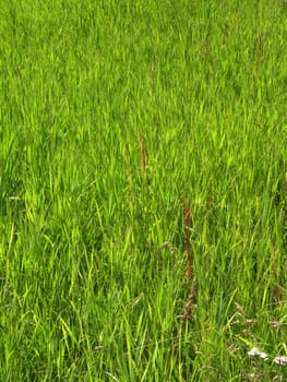 Green grass background.