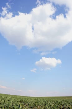 Agricultural green fields in spring on the background of blue sky.