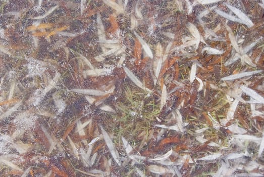 Background of willow leaves and air bubbles frozen in ice.